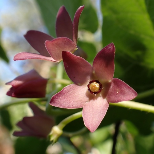 Florida Milkvine (Matelea floridana)