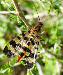 Panorpa meridionalis