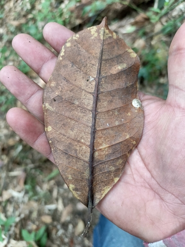 Jamaican Cherry Fig (Ficus americana)