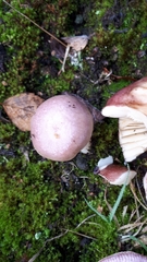 Russula exalbicans