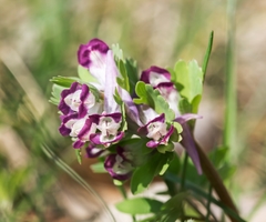 Corydalis pumila