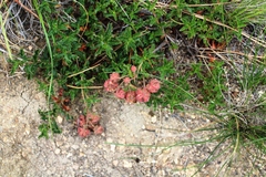 Hermannia grossularifolia