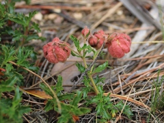 Hermannia grossularifolia
