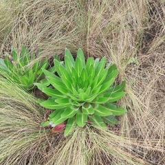 Lobelia gregoriana, photograph (c) Shyamal, some rights reserved (CC BY-SA)