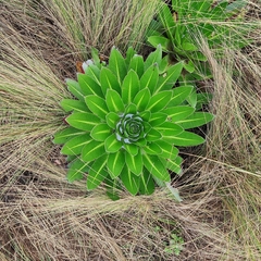 Lobelia gregoriana, photograph (c) Shyamal, some rights reserved (CC BY-SA)