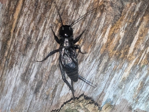 Fall Field Cricket photo 6