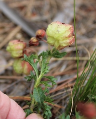 Hermannia grossularifolia