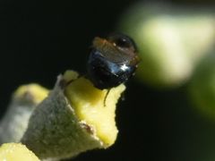 Silba