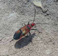 Dysdercus fasciatus