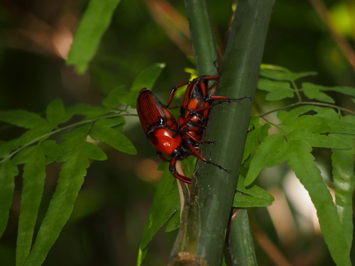 Género Cyrtotrachelus · iNaturalist Mexico