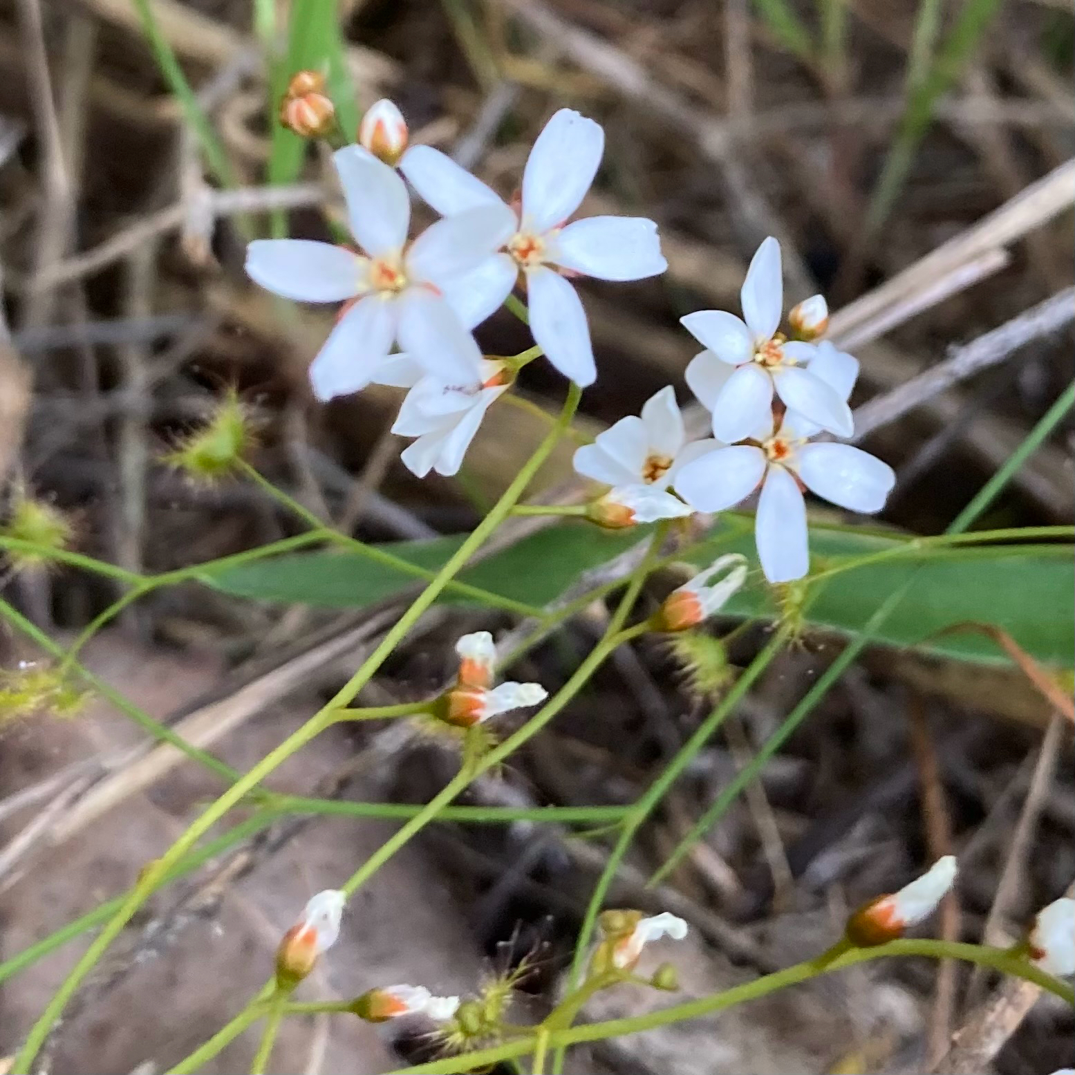 Drosera geniculata (N.G.Marchant & Lowrie) Lowrie