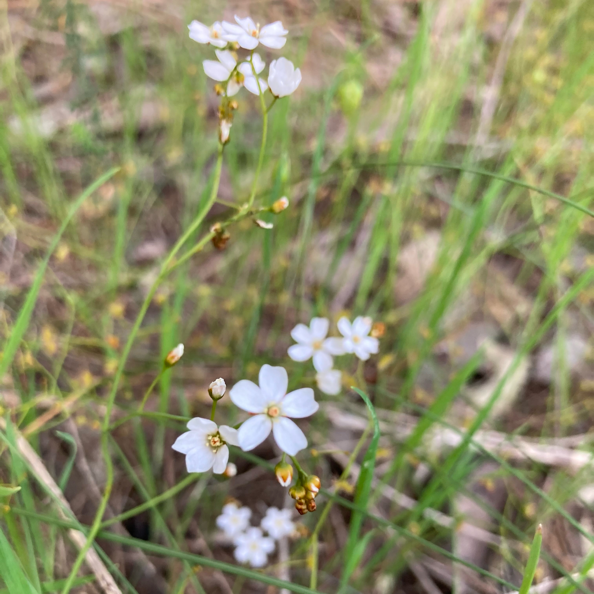 Drosera geniculata (N.G.Marchant & Lowrie) Lowrie 2