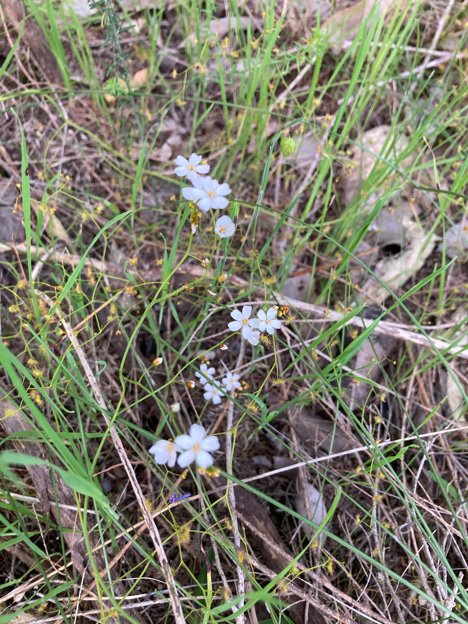 Drosera geniculata (N.G.Marchant & Lowrie) Lowrie 3