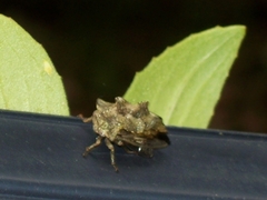 Telamonini