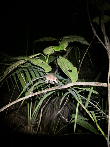 Robinson's Mouse Opossum