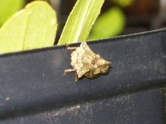 Telamonini
