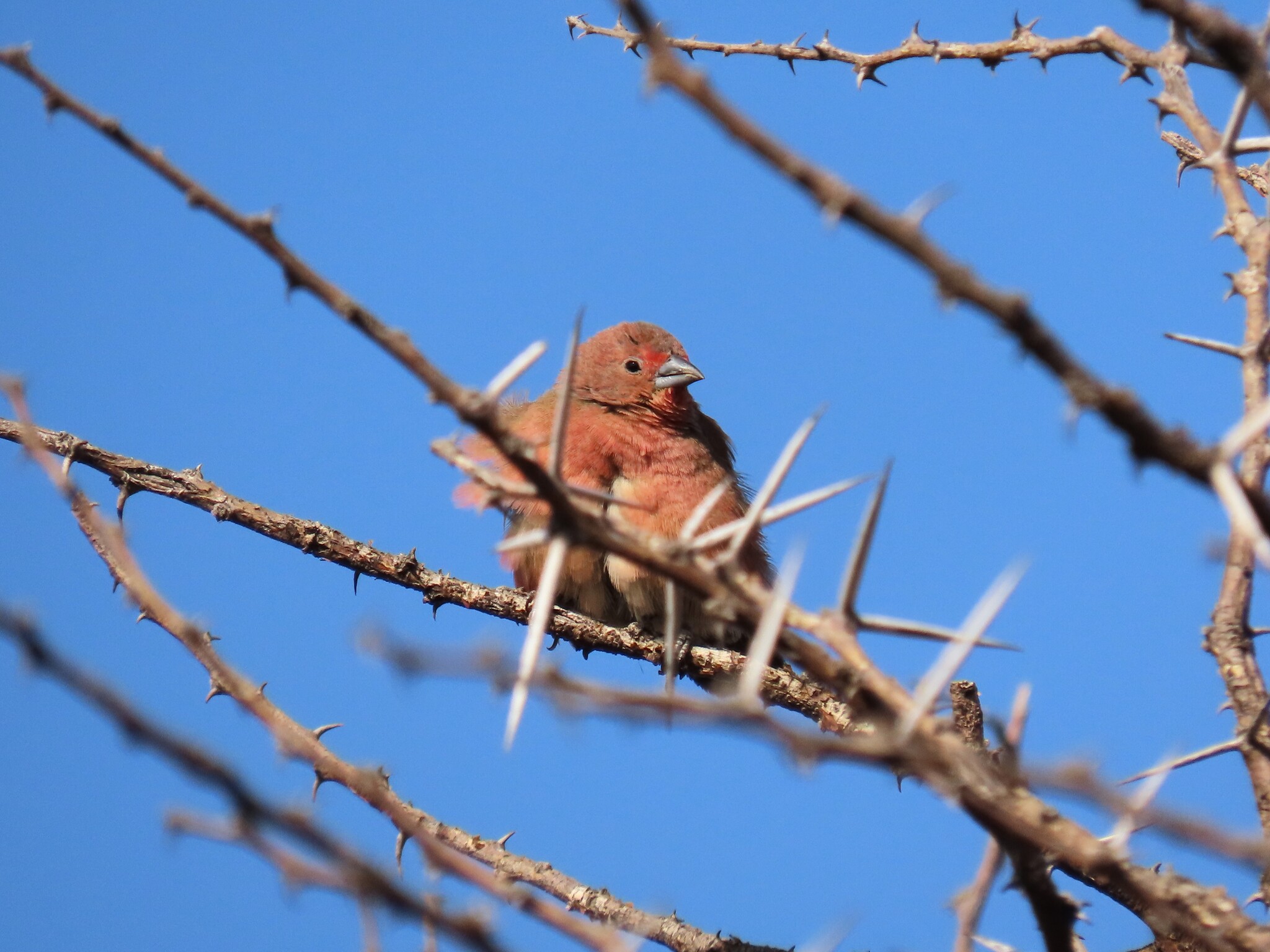 Jameson's Firefinch (Lagonosticta rhodopareia)