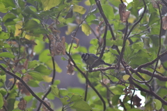 Cyanistes teneriffae teneriffae