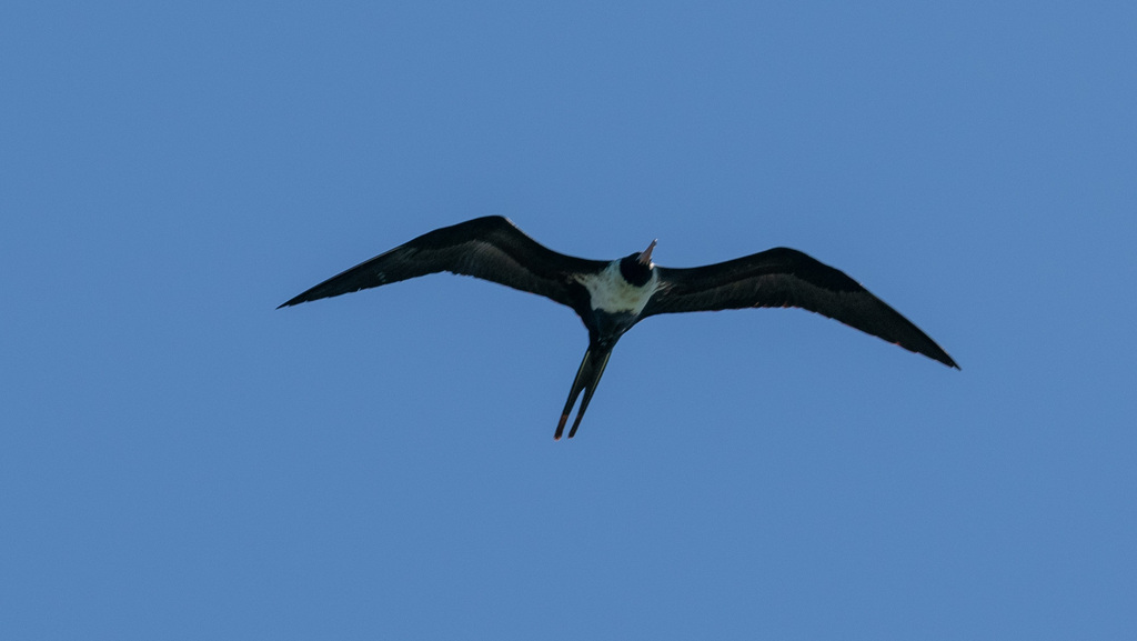 Lesser frigatebird soaring against a blue sky with its wings spread and tail forked