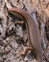 Trachylepis gravenhorstii