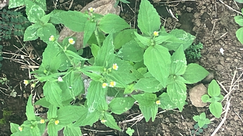 Galinsoga quadriradiata observed 2025-08-14