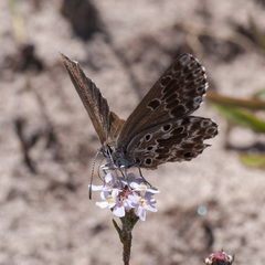 Lepidochrysops methymna methymna