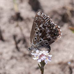 Lepidochrysops methymna methymna