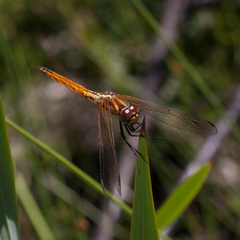 Trithemis pluvialis
