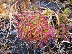 Artemisia vulgaris kamtschatica