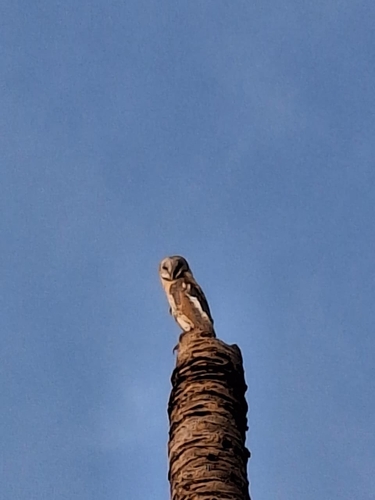 Eastern Barn Owl