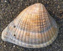 Anomalodiscus squamosus