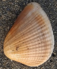 Anomalodiscus squamosus