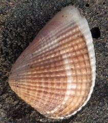 Anomalodiscus squamosus