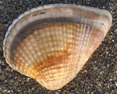 Anomalodiscus squamosus