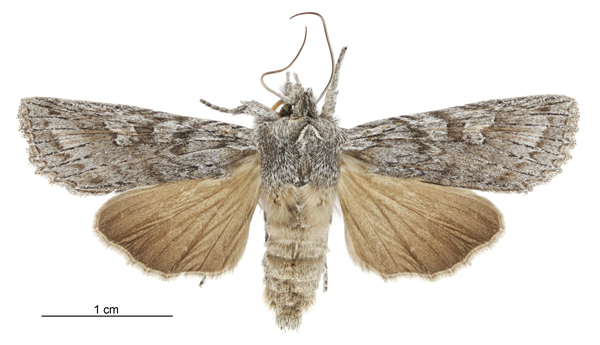 Physetica phricias
