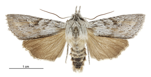Physetica phricias photo 3
