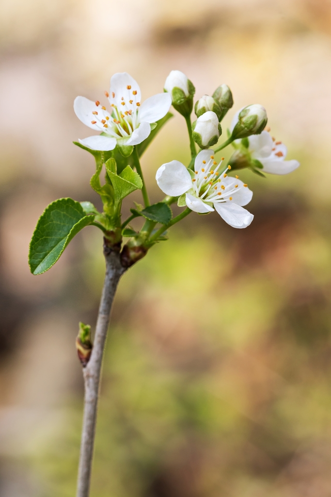 St Lucie Cherry from Schönebeck (Elbe), Deutschland on April 9, 2019 at ...