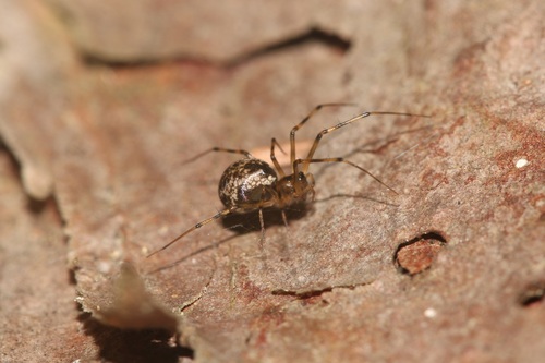 Northern Long-toothed Sheetweaver photo 3