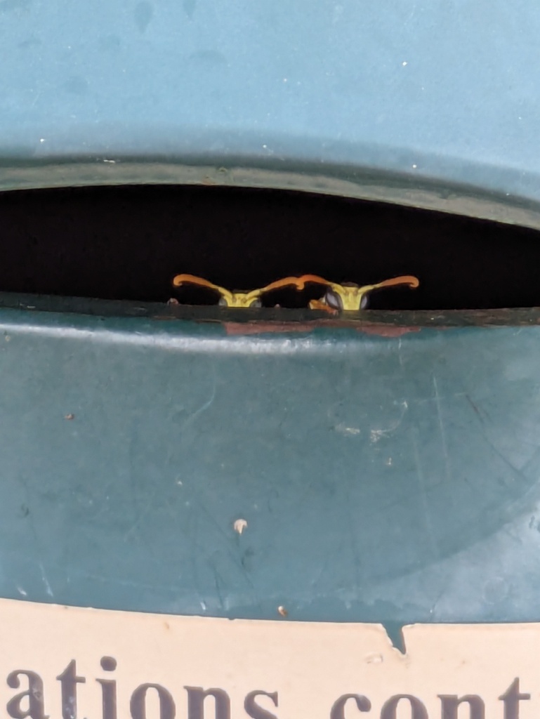 European paper wasp (Polistes dominula)