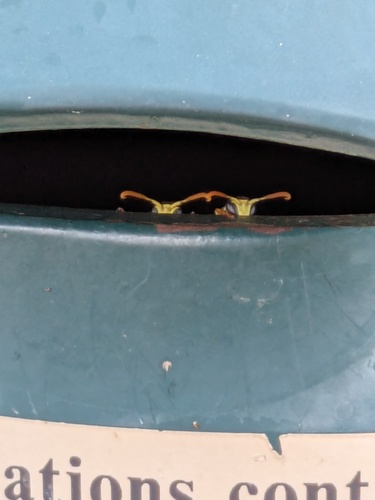European paper wasp