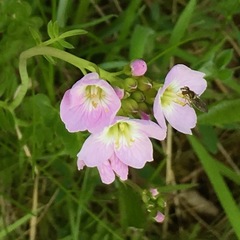 Cardamine pratensis