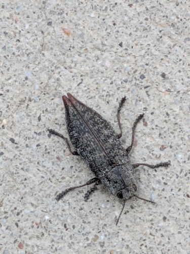 Eastern Poplar Buprestid Beetle photo 3