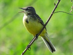 Motacilla flava flava