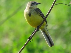 Motacilla flava flava