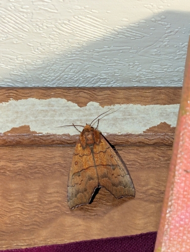 Hibiscus Leaf Caterpillar Moth photo 3