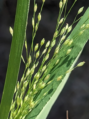 Panicum stramineum