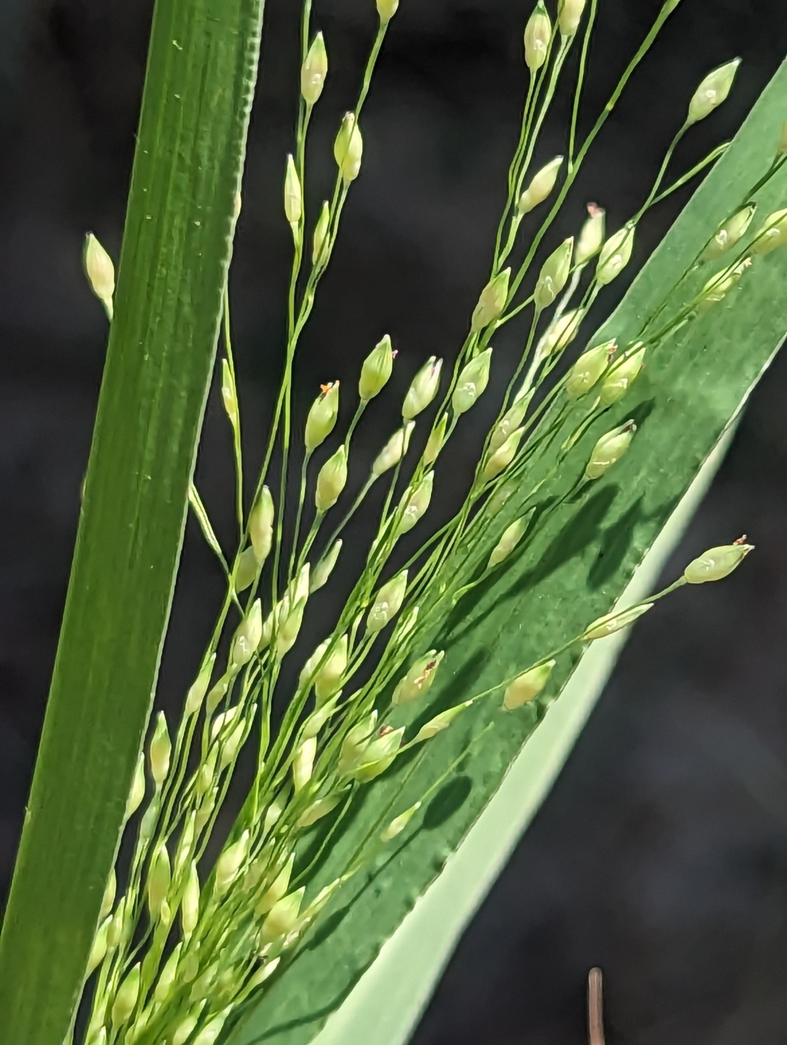 Panicum stramineum
