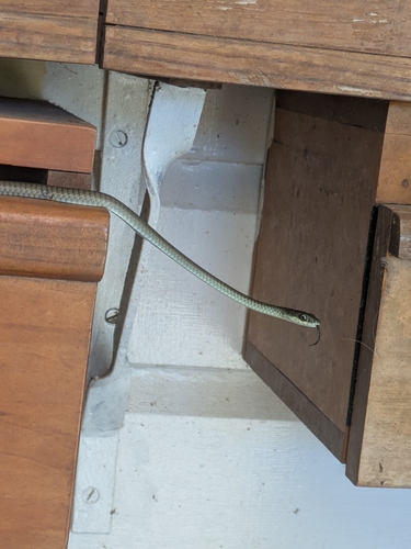 Common Tree Snake sighting