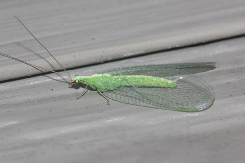 Weeping Green Lacewing photo 2