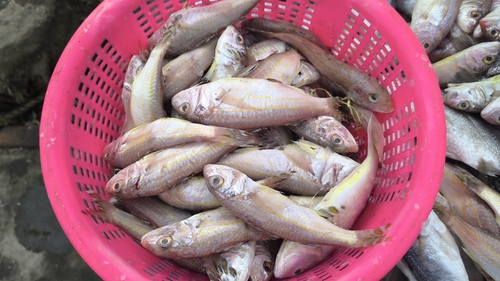 Bandedtail goatfish (Upeneus vittatus) — Mullidae — 5